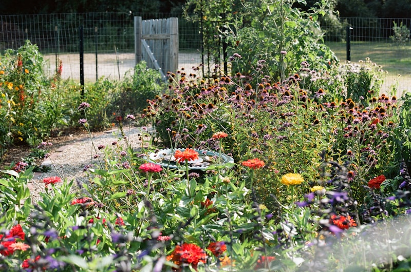 The garden in full bloom