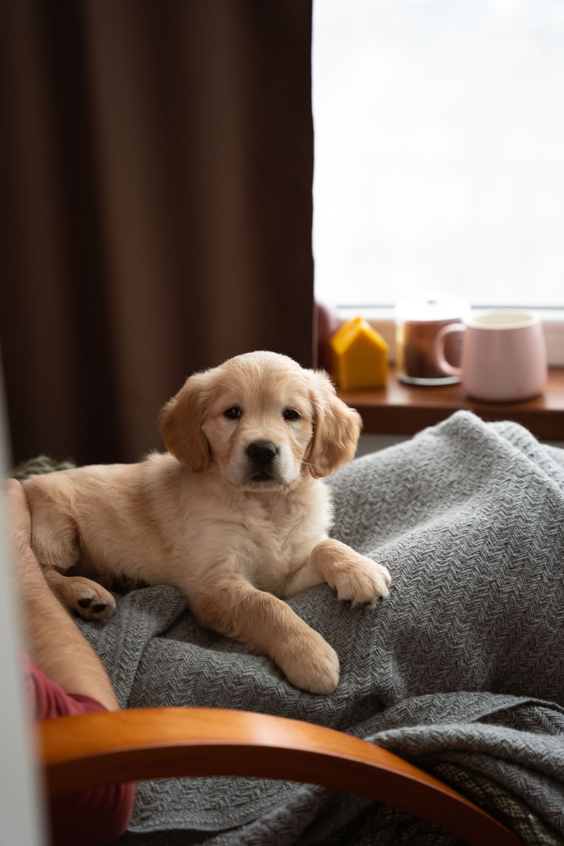 A quiet evening at home with his beloved golden retriever, Scout